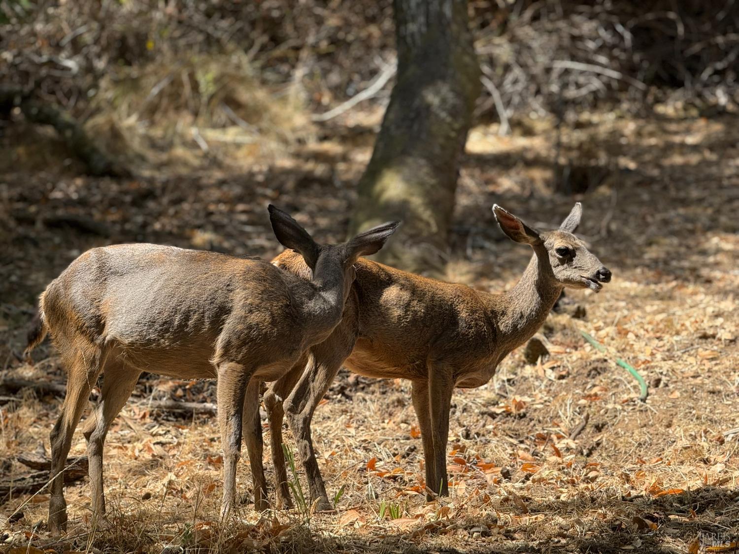 Detail Gallery Image 41 of 62 For 68 Wreden Ave, Fairfax,  CA 94930 - 2 Beds | 2 Baths