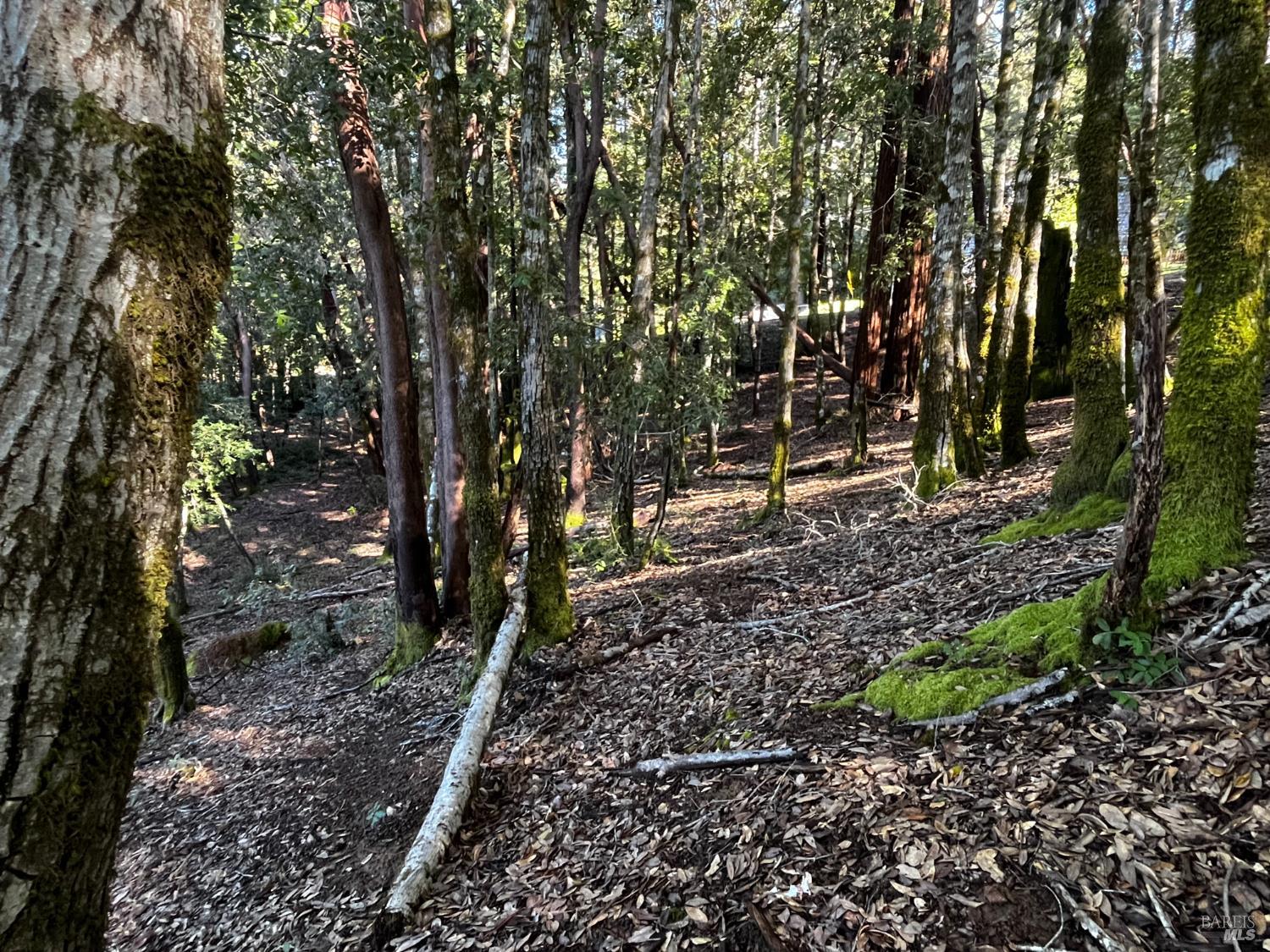 Detail Gallery Image 8 of 8 For 24278 Tulip Dr, Willits,  CA 95490 - – Beds | – Baths