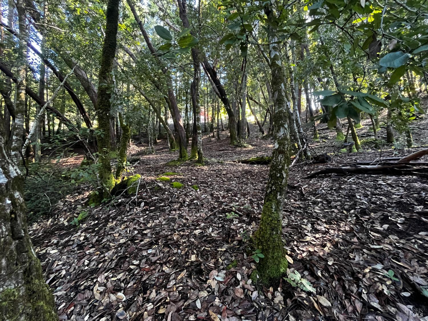 Detail Gallery Image 6 of 8 For 24278 Tulip Dr, Willits,  CA 95490 - – Beds | – Baths