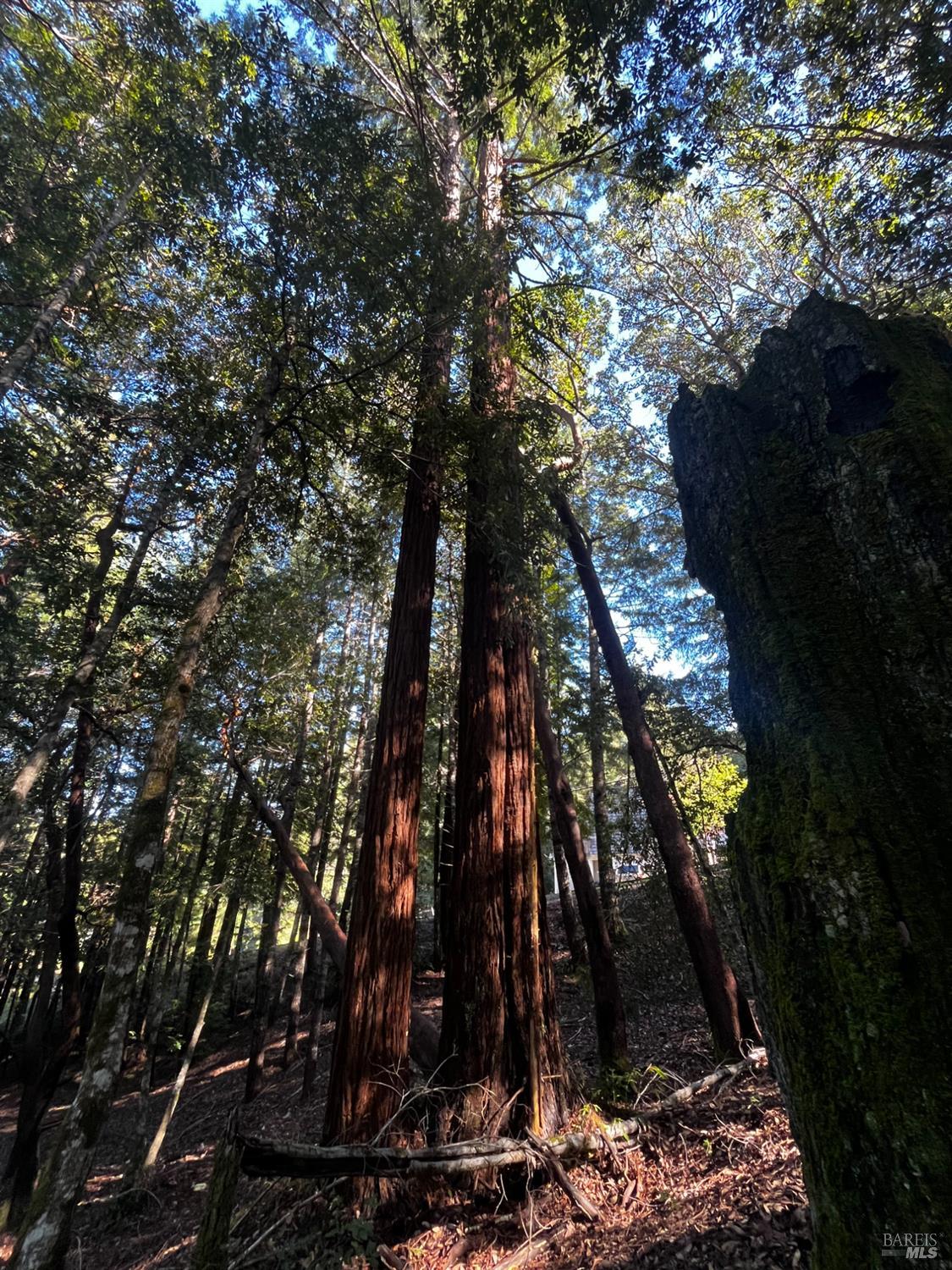 Detail Gallery Image 5 of 8 For 24278 Tulip Dr, Willits,  CA 95490 - – Beds | – Baths