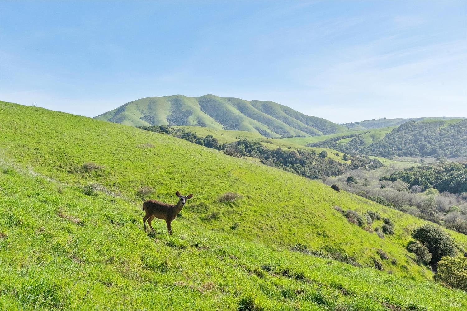 Detail Gallery Image 34 of 64 For 11798 Highway 1 Unkn, Point Reyes Station,  CA 94956 - 3 Beds | 3/1 Baths
