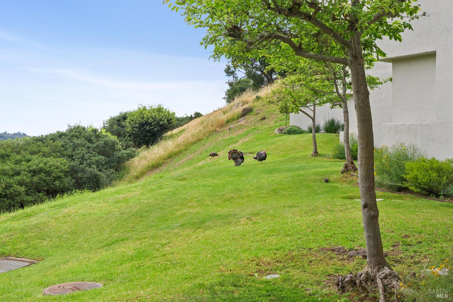 Detail Gallery Image 44 of 62 For 121 Red Hill Cir, Belvedere Tiburon,  CA 94920 - 3 Beds | 2/1 Baths