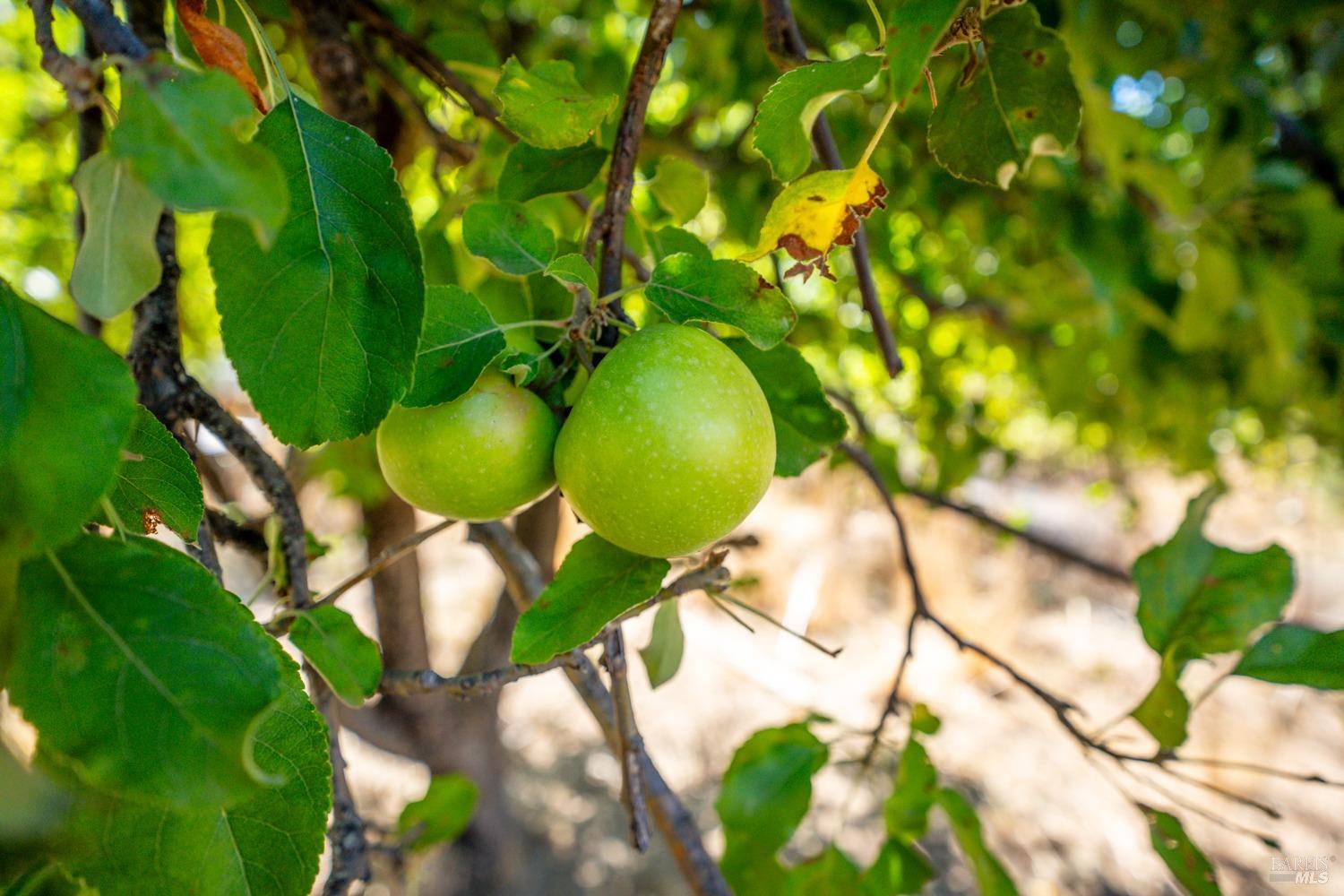 Detail Gallery Image 27 of 38 For 34010 Shimmins Ridge Rd, Willits,  CA 95490 - 4 Beds | 2 Baths
