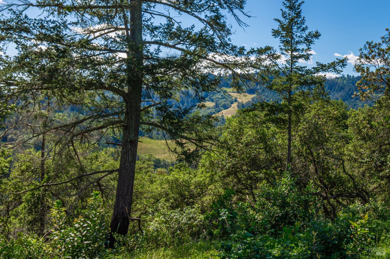 Detail Gallery Image 94 of 98 For 0 Dry Creek Rd, Napa,  CA 94558 - – Beds | – Baths