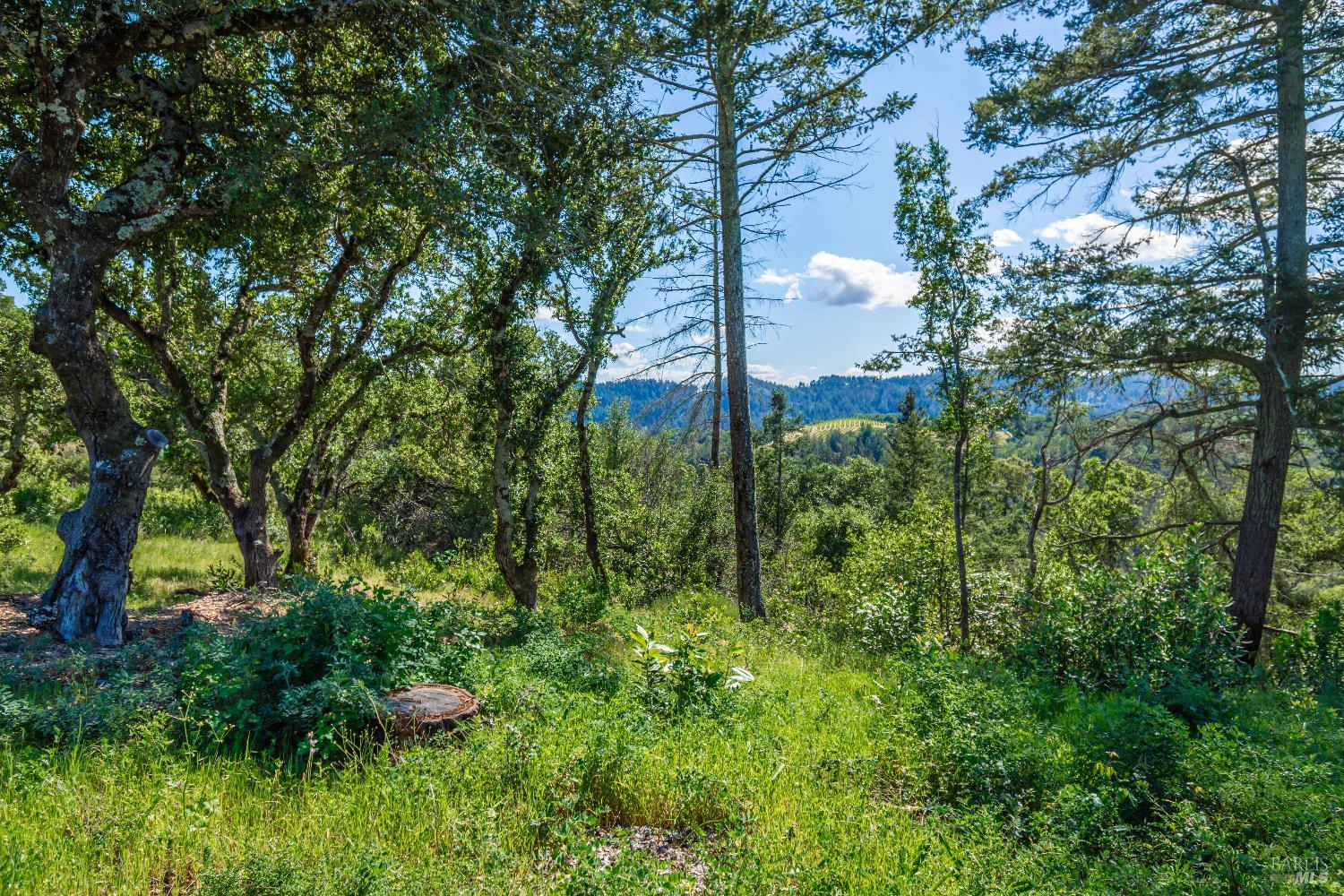 Detail Gallery Image 84 of 98 For 0 Dry Creek Rd, Napa,  CA 94558 - – Beds | – Baths