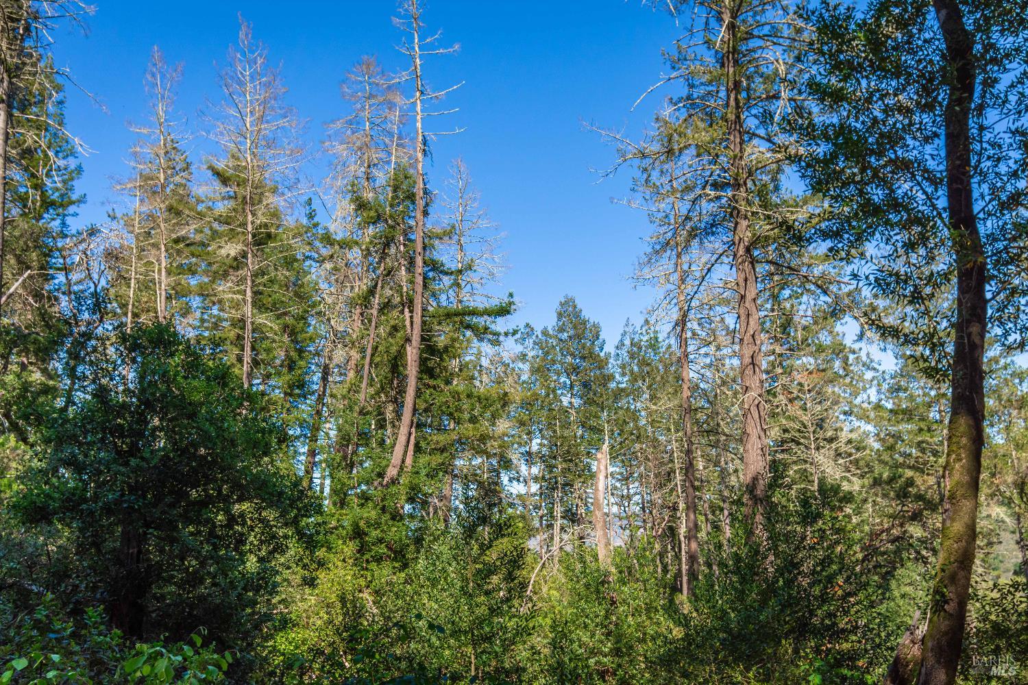 Detail Gallery Image 46 of 98 For 0 Dry Creek Rd, Napa,  CA 94558 - – Beds | – Baths