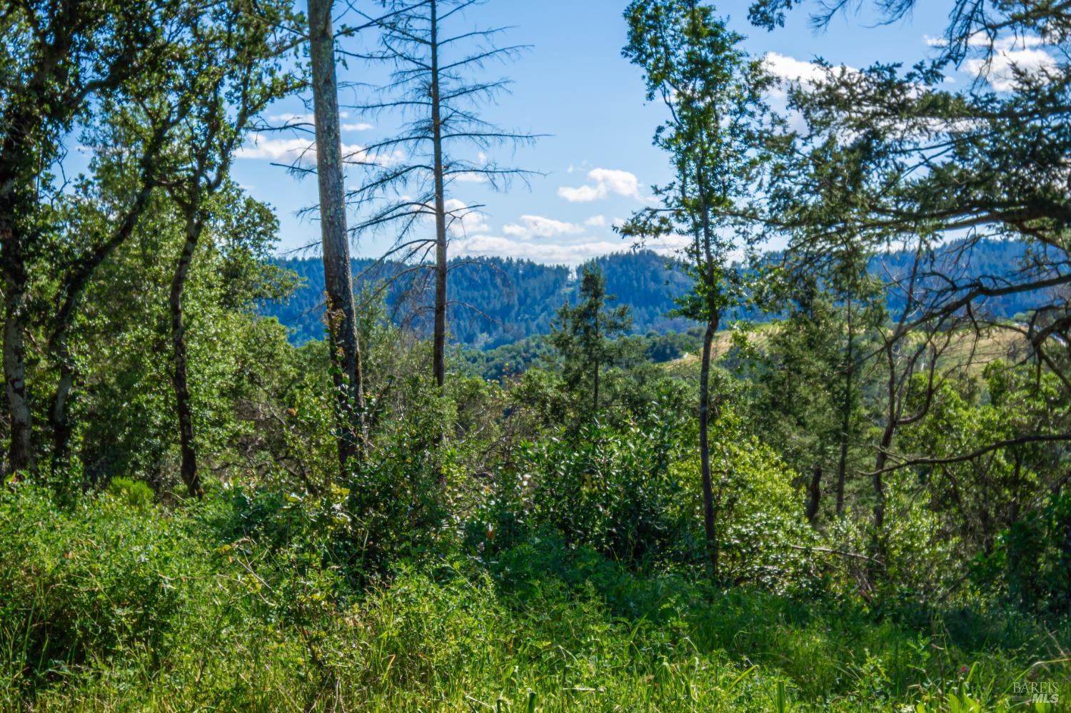 Detail Gallery Image 83 of 98 For 0 Dry Creek Rd, Napa,  CA 94558 - – Beds | – Baths