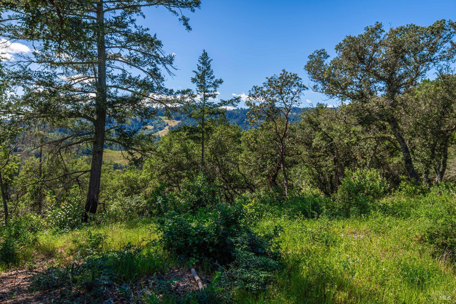 Detail Gallery Image 93 of 98 For 0 Dry Creek Rd, Napa,  CA 94558 - – Beds | – Baths