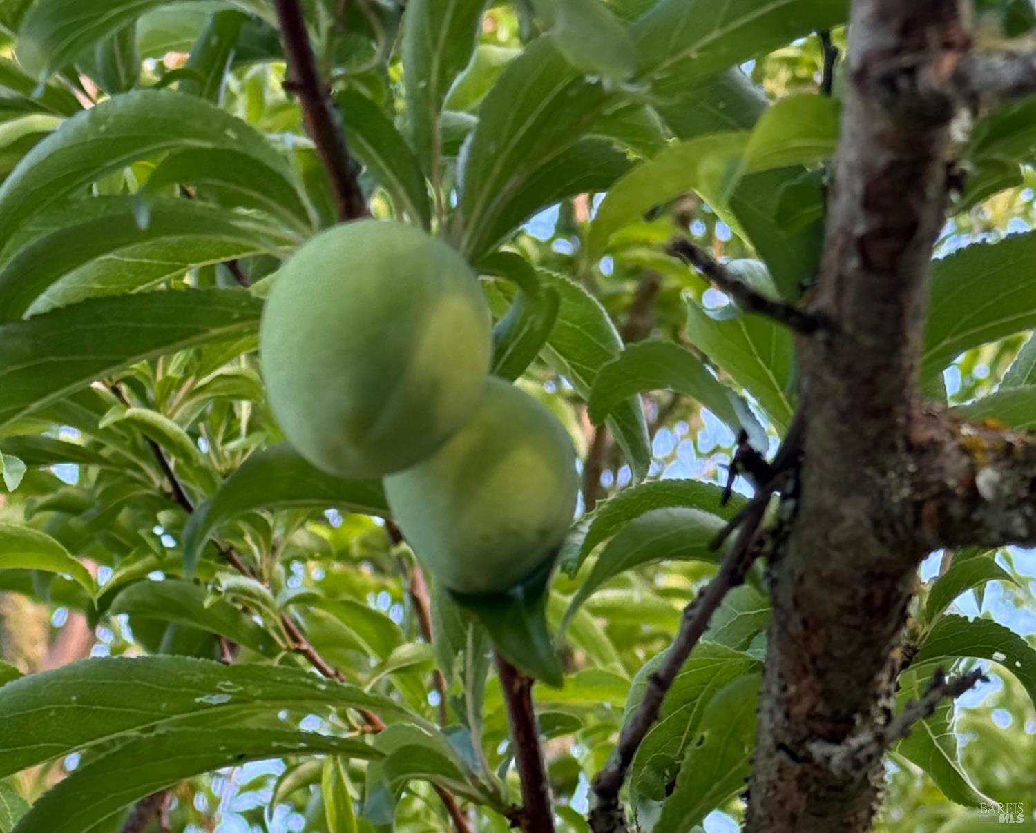 Detail Gallery Image 46 of 55 For 3477 Thorn Rd, Sebastopol,  CA 95472 - 3 Beds | 1 Baths