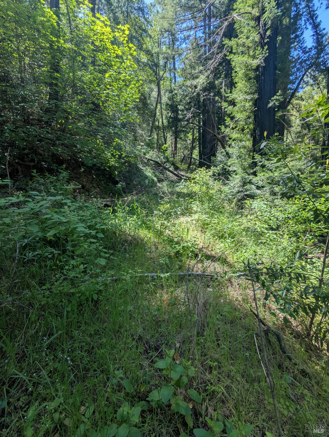 Detail Gallery Image 4 of 21 For 0 Skaggs Springs Rd, Geyserville,  CA 95441 - – Beds | – Baths