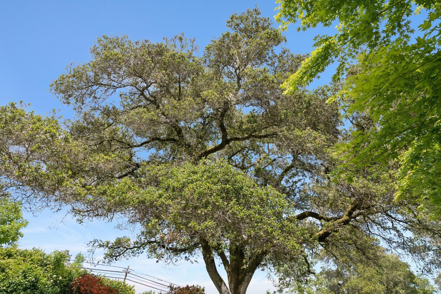 Detail Gallery Image 82 of 89 For 6601 Sir Francis Drake Blvd, Forest Knolls,  CA 94933 - 3 Beds | 2/1 Baths