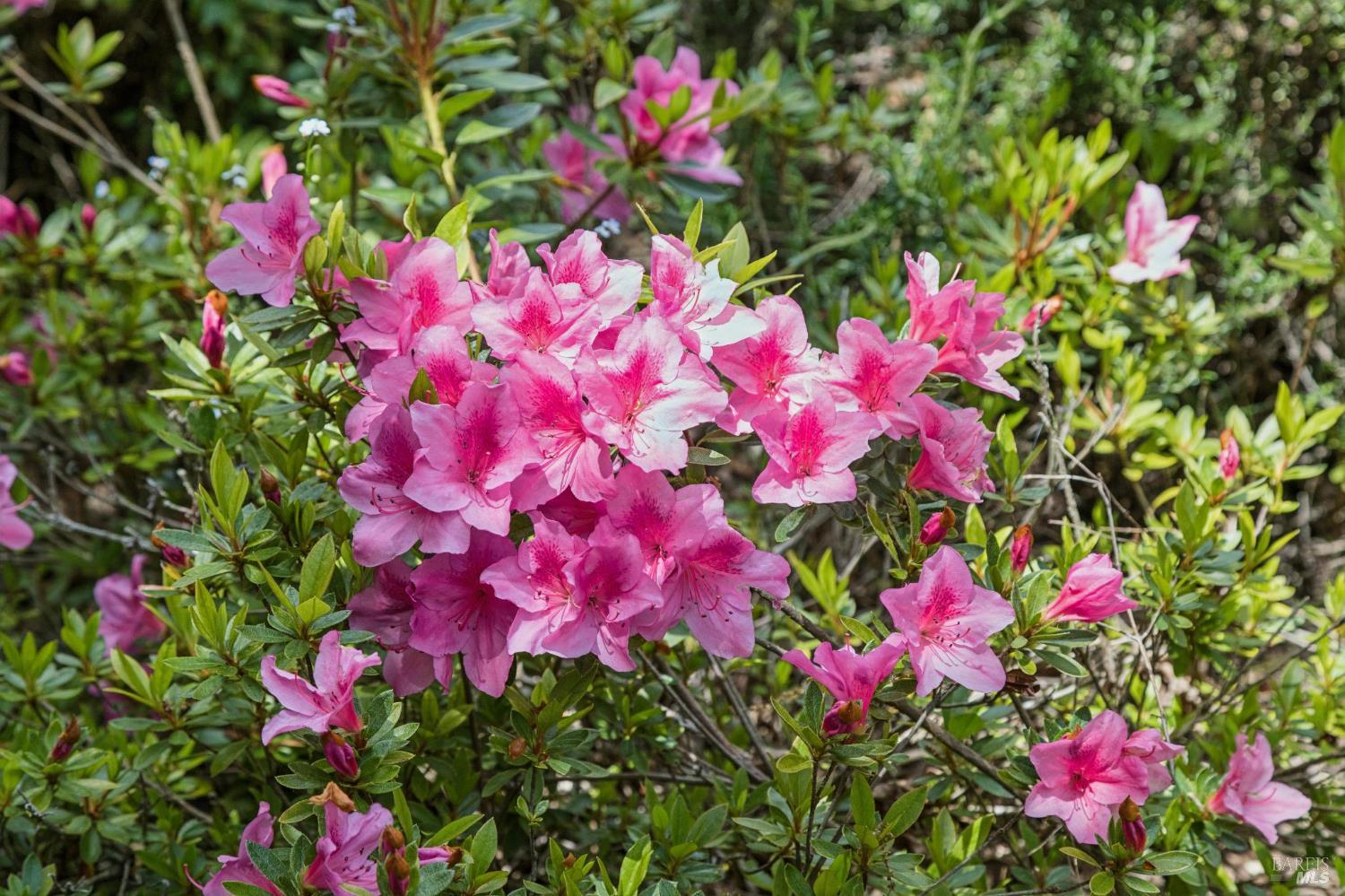 Detail Gallery Image 81 of 89 For 6601 Sir Francis Drake Blvd, Forest Knolls,  CA 94933 - 3 Beds | 2/1 Baths