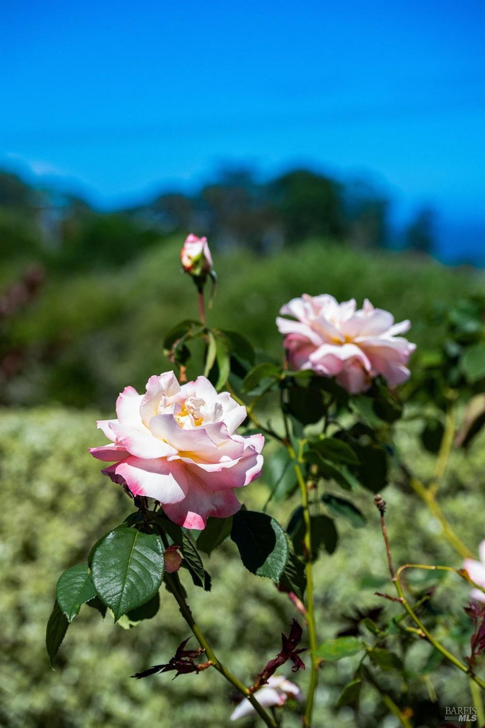 Detail Gallery Image 40 of 58 For 5 Warren Ct, Tiburon,  CA 94920 - 4 Beds | 4/1 Baths